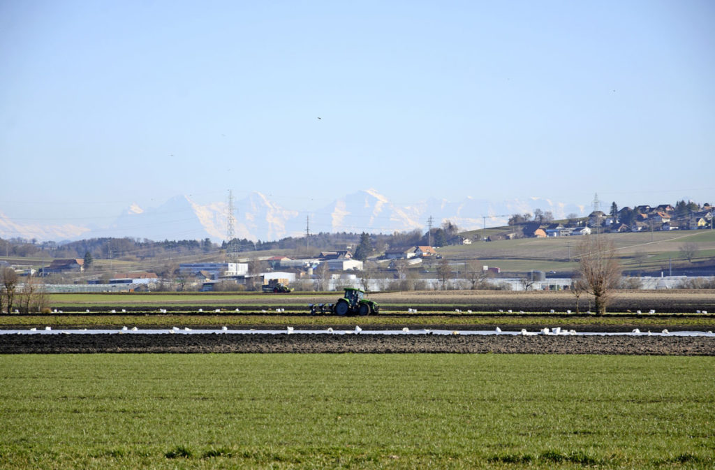 Gemüse wird teurer für die Konsumenten