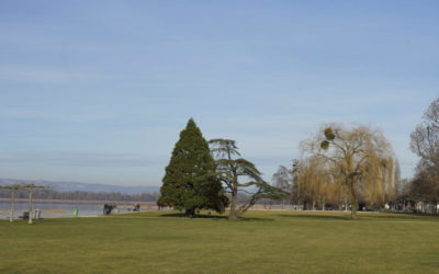 Der Schwingklub Kerzers lädt zum Schwingfest auf der Pantschau