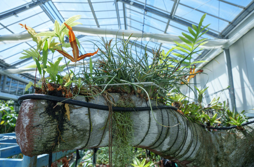 Seltene Orchideen für ein ambitioniertes Projekt