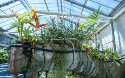 Seltene Orchideen für ein ambitioniertes Projekt