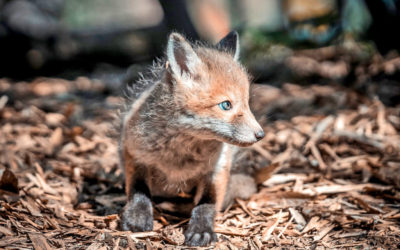 «Der Alltag der Tierpfleger läuft weiter»